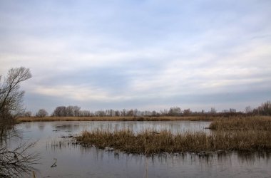 Kışın İtalya kırsalındaki bir parkın yanındaki bataklıkta sazlıklarla dolu bir bataklık.