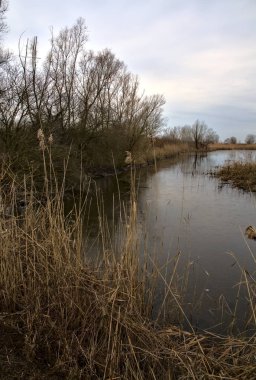 Kışın İtalya kırsalındaki bir parkın yanındaki bataklıkta sazlıklarla dolu bir bataklık.