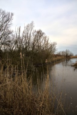 Kışın İtalya kırsalındaki bir parkın yanındaki bataklıkta sazlıklarla dolu bir bataklık.