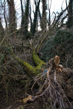 Kışın bir parkta devrilmiş çıplak ağaç.