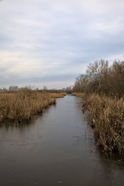 Kışın İtalya kırsalındaki bir parkın yanındaki bataklıkta sazlıklarla dolu bir bataklık.
