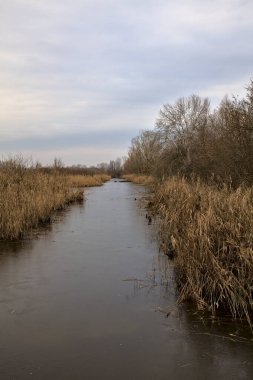 Kışın İtalya kırsalındaki bir parkın yanındaki bataklıkta sazlıklarla dolu bir bataklık.