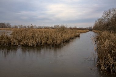 Kışın İtalya kırsalındaki bir parkın yanındaki bataklıkta sazlıklarla dolu bir bataklık.