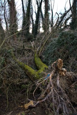 Kışın bir parkta devrilmiş çıplak ağaç.