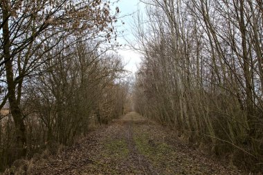 İtalya kırsalında kışın çıplak ağaçlarla dolu bir parkta toprak yol.
