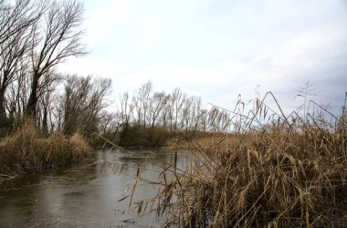 Kışın İtalya kırsalındaki bir parkın yanındaki bataklıkta sazlıklarla dolu bir bataklık.