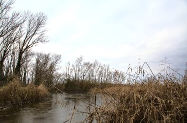 Kışın İtalya kırsalındaki bir parkın yanındaki bataklıkta sazlıklarla dolu bir bataklık.
