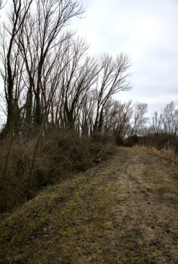 İtalya kırsalında kışın çıplak ağaçlarla dolu bir parkta toprak yol.