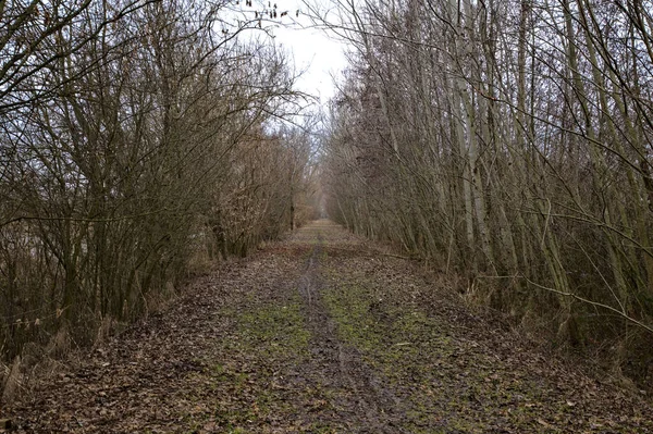 Camino Tierra Parque Con Árboles Desnudos Campo Italiano Invierno —  Fotos de Stock