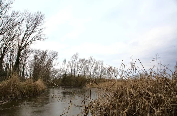 Kışın İtalya kırsalındaki bir parkın yanındaki bataklıkta sazlıklarla dolu bir bataklık.