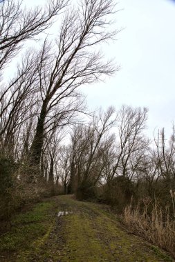 İtalya kırsalında kışın çıplak ağaçlarla dolu bir parkta toprak yol.