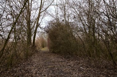 İtalya 'nın kışın kırsalında bir bataklığın ortasında çıplak çalılarla çevrili bir yol.