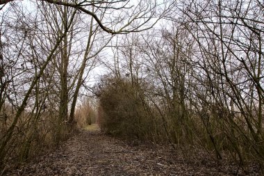 İtalya 'nın kışın kırsalında bir bataklığın ortasında çıplak çalılarla çevrili bir yol.