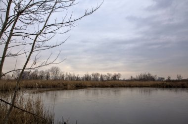 Kışın İtalya kırsalındaki bir parkın yanındaki bataklıkta sazlıklarla dolu bir bataklık.