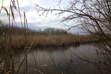 Bir sazlık tarlasının yanındaki bataklıkta su akıntısı ve kışın İtalya kırsalında çıplak ağaçlarla dolu bir park.