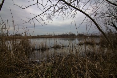 Kışın İtalya kırsalındaki bir parkın yanındaki bataklıkta sazlıklarla dolu bir bataklık.
