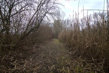 İtalya 'nın kışın kırsalında bir bataklığın ortasında çıplak çalılarla çevrili bir yol.