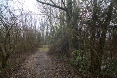 İtalya kırsalında kışın çıplak ağaçlarla dolu bir parkta toprak yol.