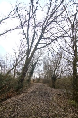 İtalya kırsalında kışın çıplak ağaçlarla dolu bir parkta toprak yol.