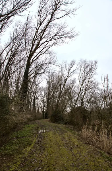Ścieżka Brudu Parku Gołymi Drzewami Włoskiej Wsi Zimie — Zdjęcie stockowe