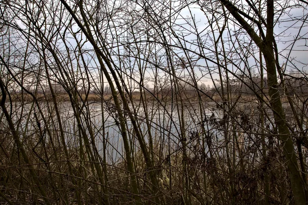 Ein Sumpf Winter Durch Schilf Und Kahles Gebüsch Gesehen — Stockfoto