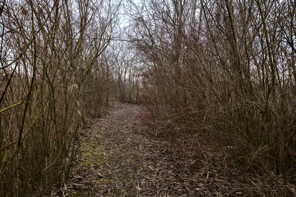 Camino Bordeado Por Arbustos Desnudos Medio Pantano Campo Italiano Invierno —  Fotos de Stock