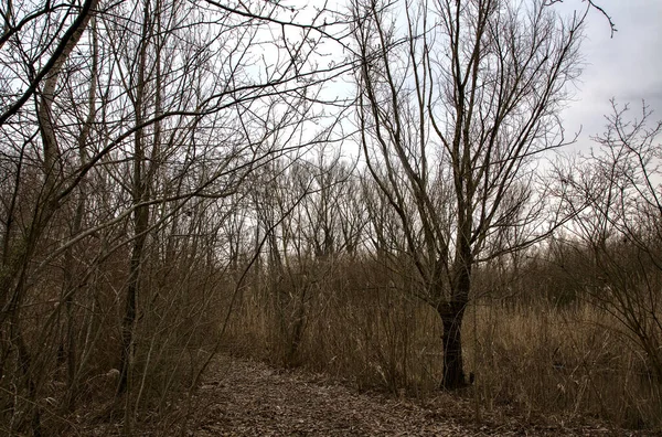 Camino Bordeado Por Arbustos Desnudos Medio Pantano Campo Italiano Invierno —  Fotos de Stock