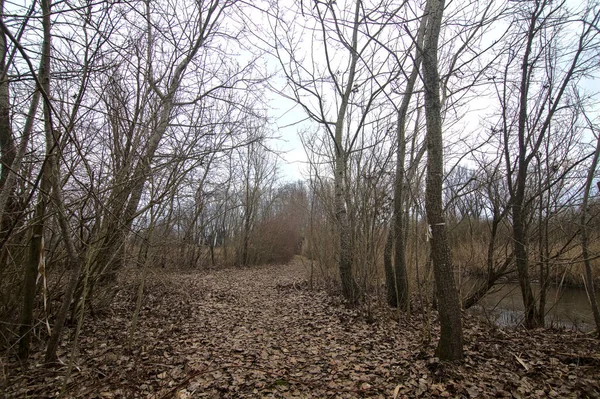 Path Bordered Bare Bushes Middle Marsh Italian Countryside Winter — Stock Photo, Image