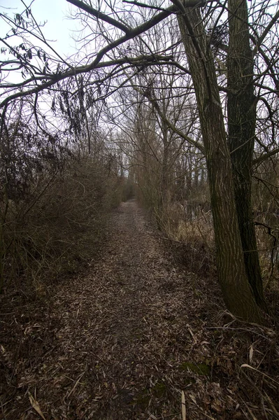 Path Bordered Bare Bushes Middle Marsh Italian Countryside Winter — Stock Photo, Image