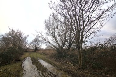 Su deresinin yanında bir patika ve kışın İtalya kırsalında sazlıklarla dolu bir bataklık.