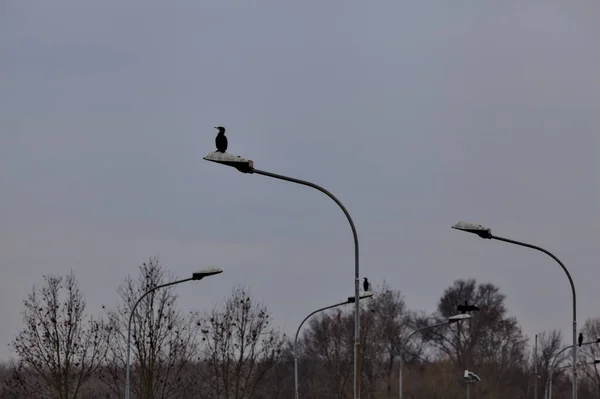 Cormorants Pidgeons Sitting Street Lamps Cloudy Day Winter Italian Countryside — Stock Photo, Image