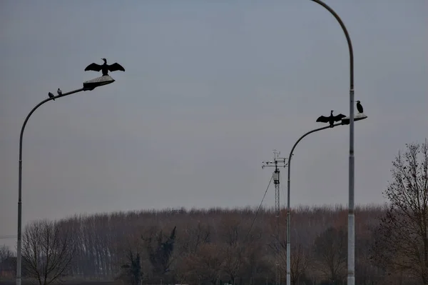 Бакланы Пиджоны Сидят Уличных Фонарях Облачный День Зимой Итальянской Сельской — стоковое фото
