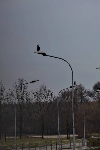 Corvos Marinhos Pidgeons Sentados Lâmpadas Rua Dia Nublado Inverno Campo — Fotografia de Stock