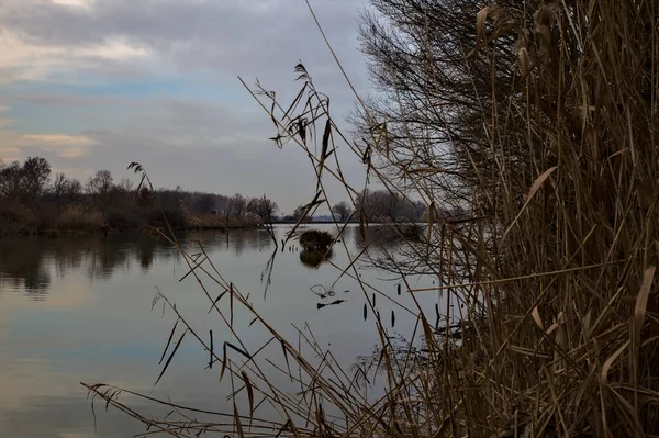 Річка Небом Дерева Краю Кинулися Воду Італійській Сільській Місцевості Взимку — стокове фото