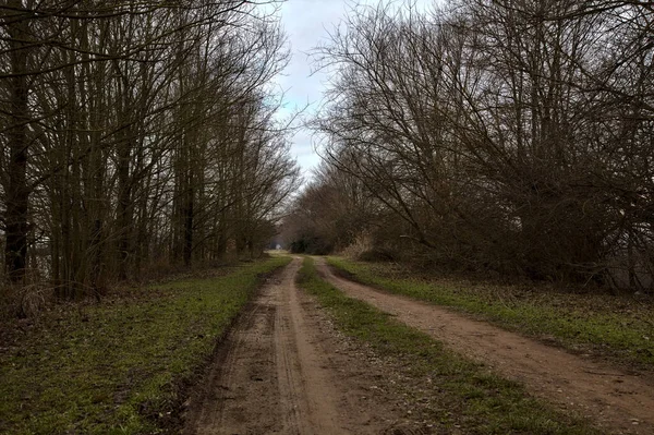 Sendero Bordeado Por Árboles Desnudos Que Hacen Dosel Sobre Campo —  Fotos de Stock