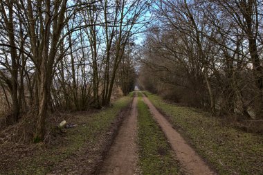 İtalya kırsalında, üzerinde bir tepe örtüsü oluşturan çıplak ağaçlarla çevrili patika.