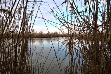 Kışın İtalya kırsalındaki bir parkın yanındaki bataklıkta sazlıklarla dolu bir bataklık.