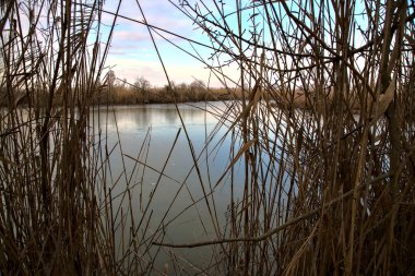 Kışın İtalya kırsalındaki bir parkın yanındaki bataklıkta sazlıklarla dolu bir bataklık.