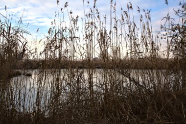 Sazlıklarla çevrili bir bataklıkta su koyuna.