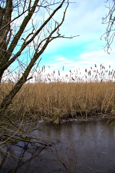 Een Moeras Vol Riet Moeras Naast Een Park Het Italiaanse — Stockfoto