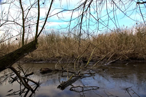 Ein Sumpf Voller Schilf Sumpf Neben Einem Park Der Italienischen — Stockfoto