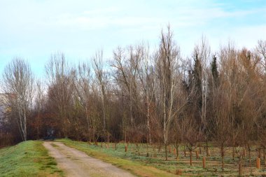 Kışın İtalya 'nın kırsalında bir koruluğa giden yol.