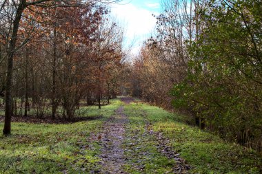 İtalya 'nın kırsal kesimindeki bir parkta kışın toprak yol