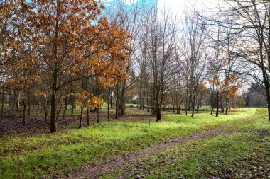 Güneşin aydınlattığı yol ağaçların arasından geçiyor. İtalya 'nın kırsalında bir korulukta.