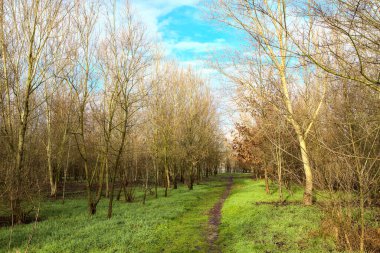 İtalya 'nın kırsal kesimindeki bir parkta kışın toprak yol