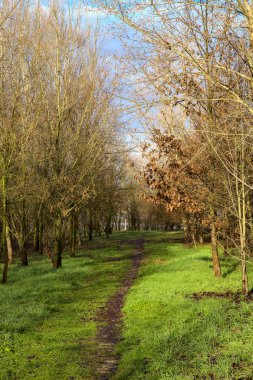 İtalya 'nın kırsal kesimindeki bir parkta kışın toprak yol