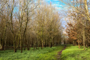 İtalya 'nın kırsal kesimindeki bir parkta kışın toprak yol