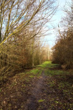 İtalya 'nın kırsal kesimindeki bir parkta kışın toprak yol
