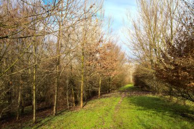 İtalya 'nın kırsal kesimindeki bir parkta kışın toprak yol