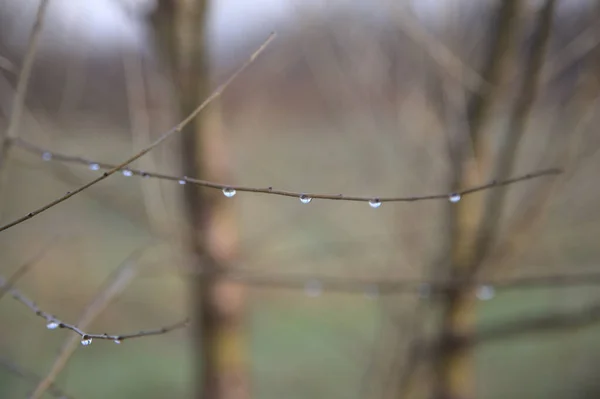 Kahler Ast Mit Wassertropfen Darauf — Stockfoto